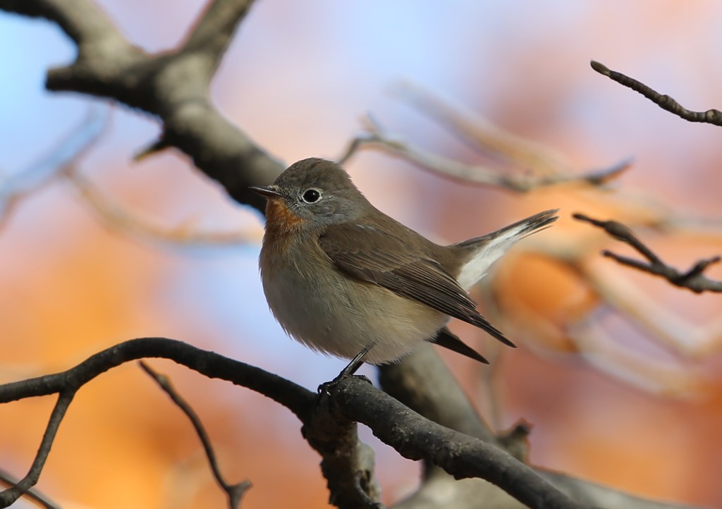 ニシオジロビタキ【1】