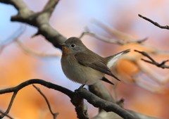 ニシオジロビタキ【1】