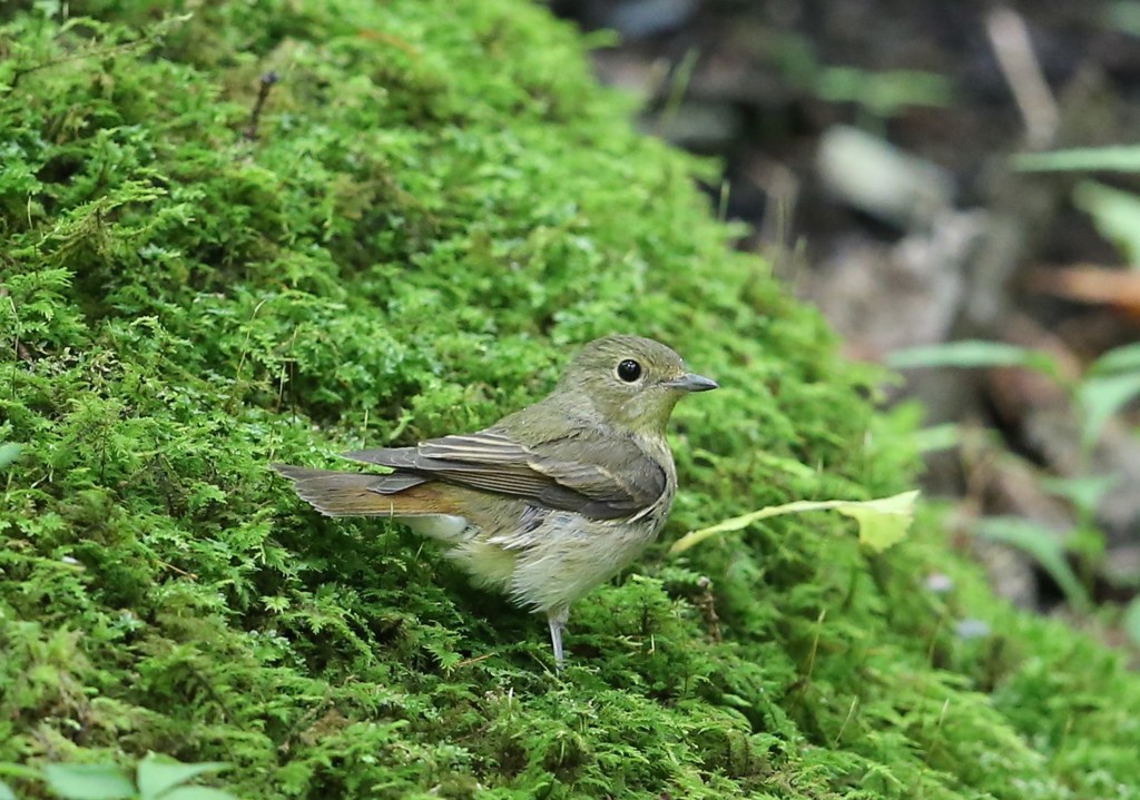 キビタキ♀