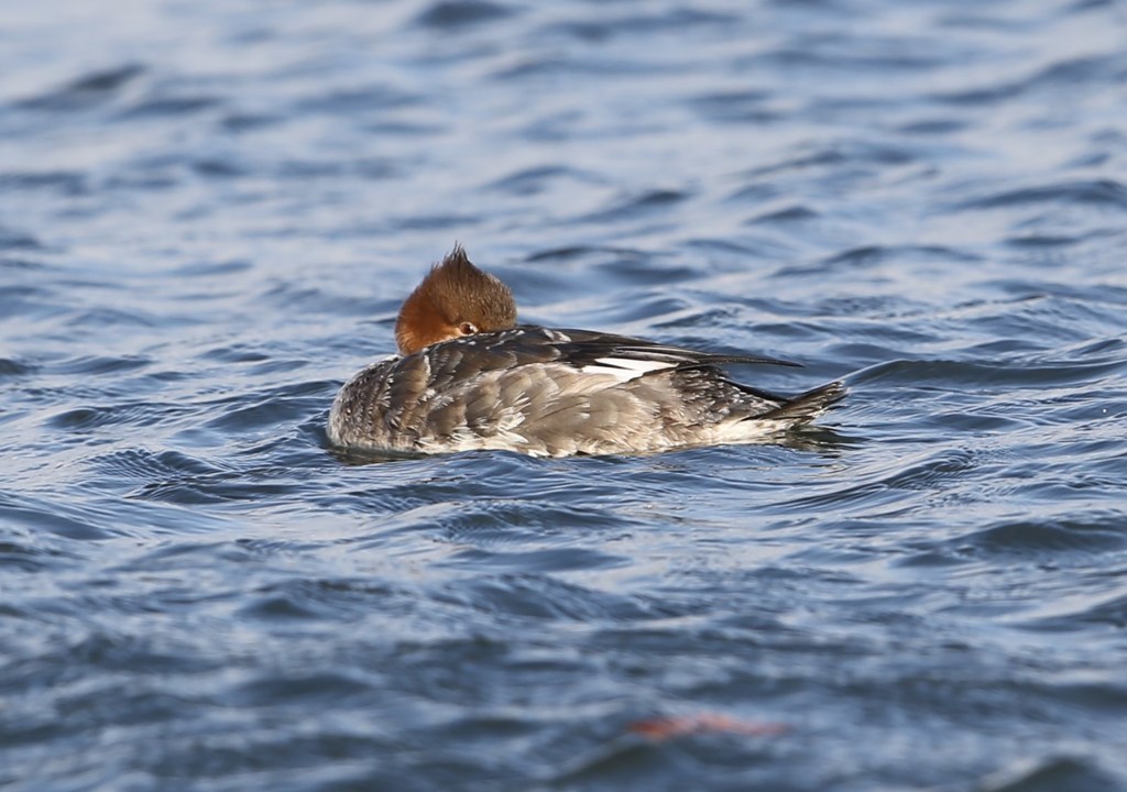 どうなんはどうなん？　　ウミアイサ♀