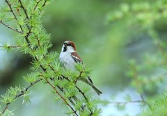 戸隠にて　ニュウナイスズメ