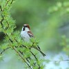 戸隠にて　ニュウナイスズメ