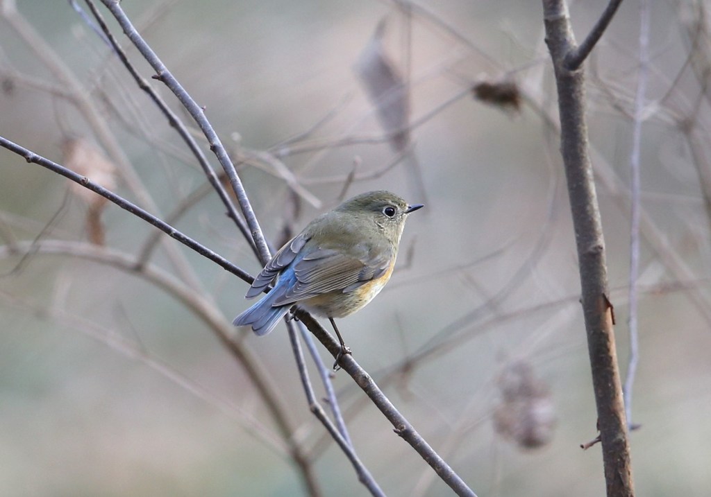 ルリビタキ♀