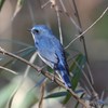 幸せの青い鳥