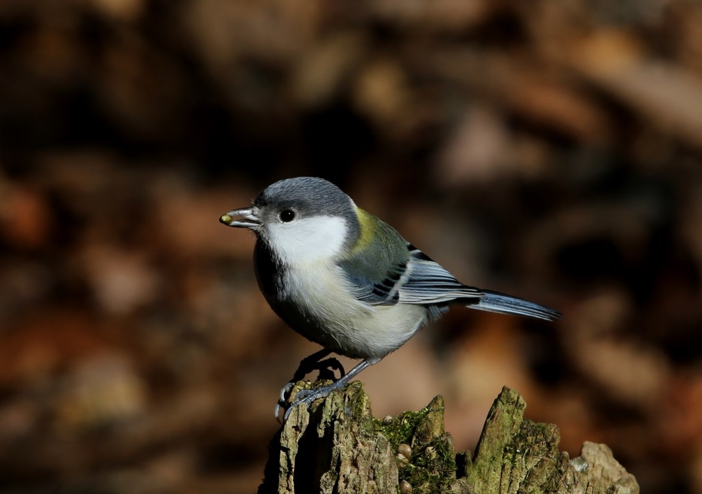 シジュウカラ若