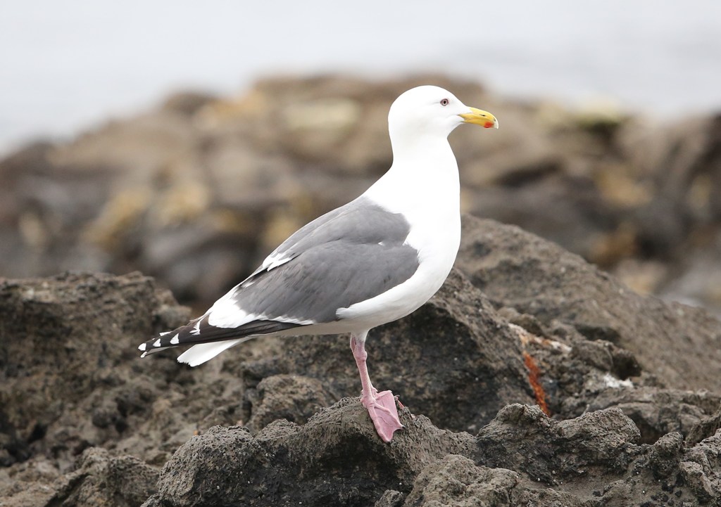 オオセグロカモメ