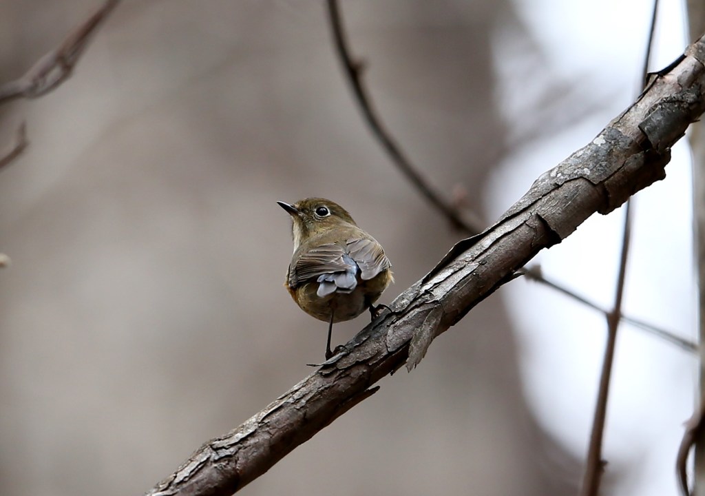 ルリビタキ♀