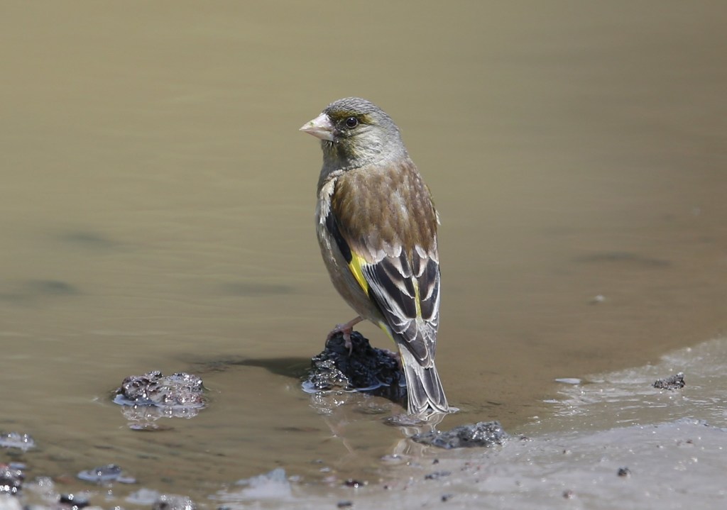 カワラヒワ