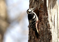 森林公園の小鳥たち　オオアカゲラ♀