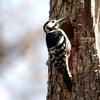 森林公園の小鳥たち　オオアカゲラ♀