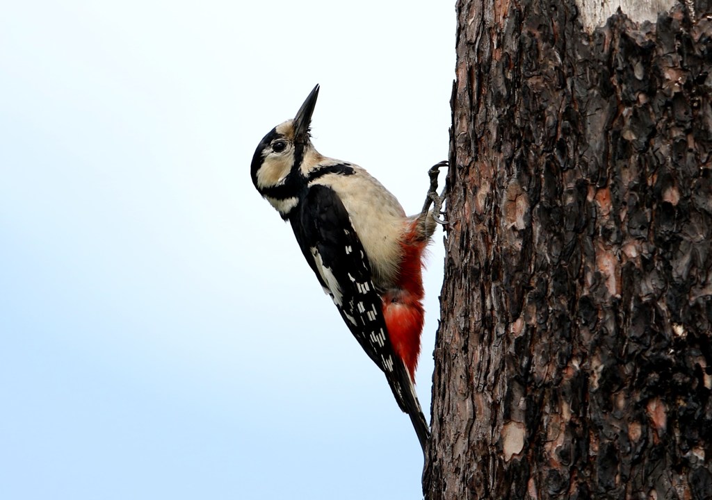 アカゲラ♀