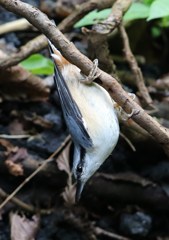 ゴジュウカラ