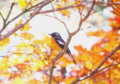 ちょっと手を加えました。ムギマキ