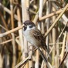 鳴いていますチュンチュン