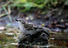 孤島の小鳥たち　イエスズメ♀