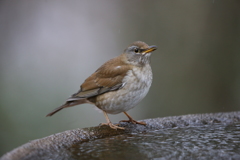 水場に来たシロハラ