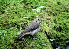 キビタキ幼鳥