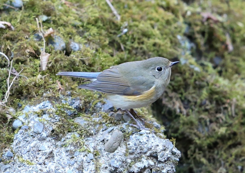 ルリビタキ♀