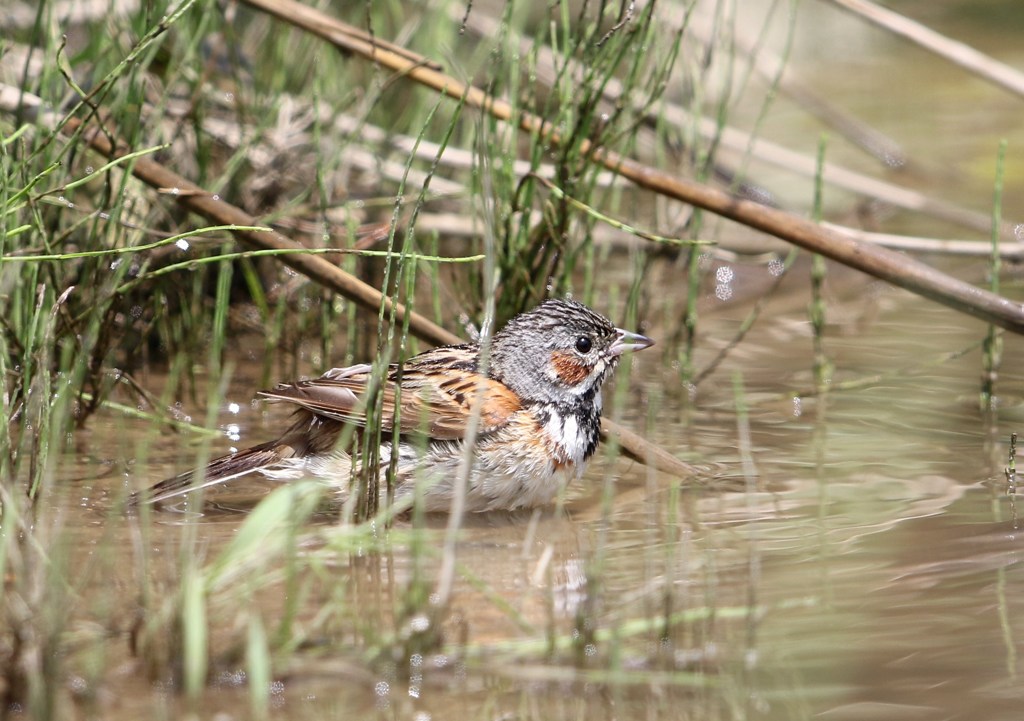 ホウアカ。沐浴若鳥