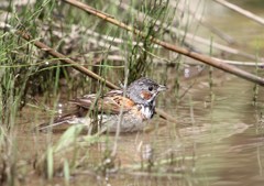 ホウアカ。沐浴若鳥