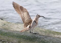 チュウシャクシギ