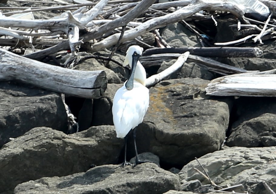 クロツラヘラサギ