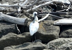 クロツラヘラサギ