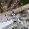 正面からのヤマセミ君