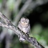 暗闇のリュウキュウコノハズク　(奄美シリーズ)