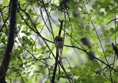 サンコウチョウ　２羽のみ　そして静寂