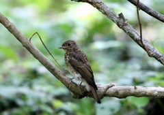 オオルリ　幼鳥？