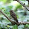 オオルリ　幼鳥？