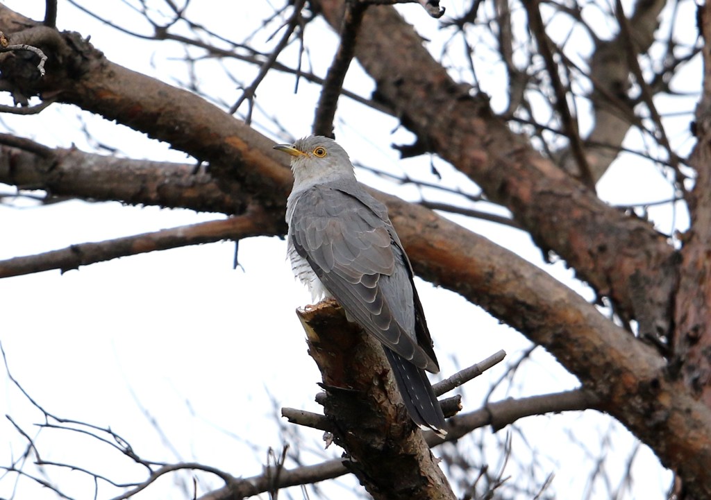 郭公(カッコウ)