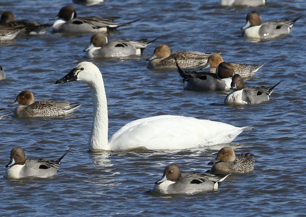 白鳥３態　アメリカコハクチョウ