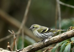マヒワ♀