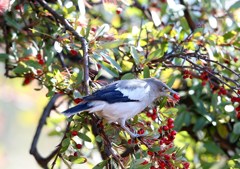 ピラカンサの実を食べるカラムクドリ