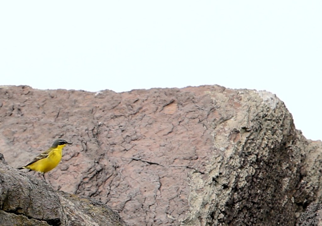 孤島の小鳥たち　なんだろう～