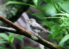 一目、サメビタキと思ったけど、分からない。