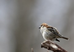 森林公園の小鳥たち。ニュウナイスズメ
