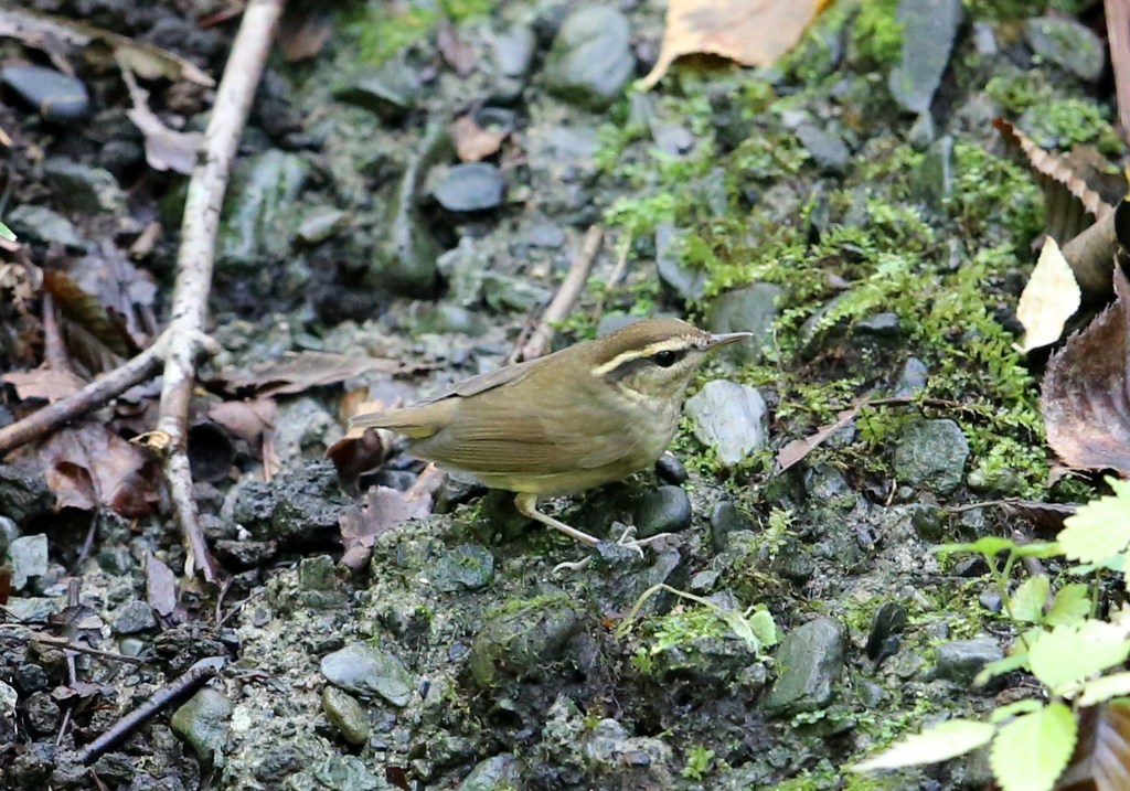 ま、まさかのヤブサメ