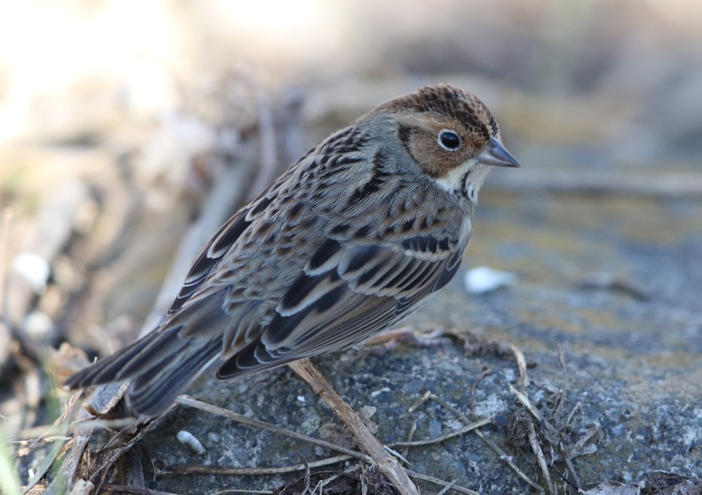 コホオアカ。珍鳥です。