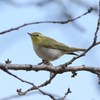 珍鳥　モリムシクイ