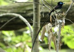 家づくり　ほぼ完成　サンコウチョウ