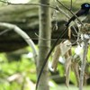 家づくり　ほぼ完成　サンコウチョウ