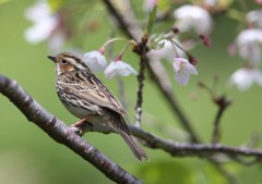 コホウアカ