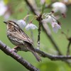 コホウアカ
