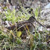 ヤマシギさんでした＾＾