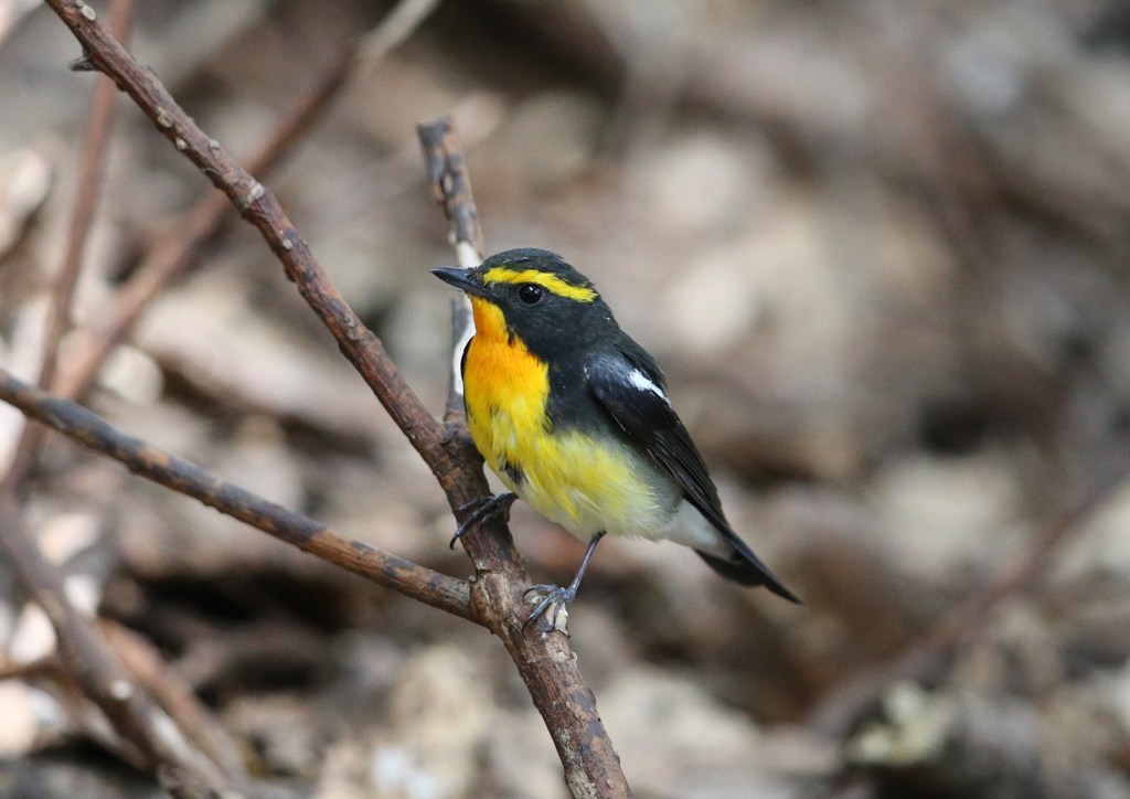 追加アップ　キビタキ