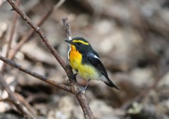 追加アップ　キビタキ