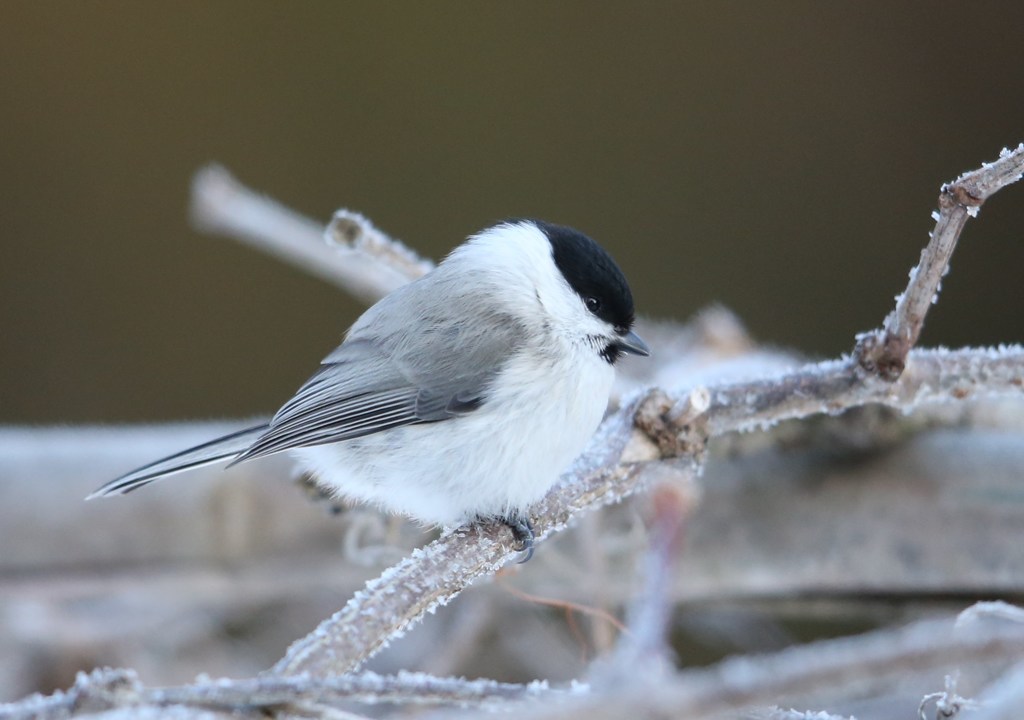 どうなんはどうなん？　ハシブトガラ